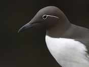 Bridled Common Murre