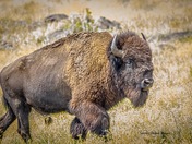 Wichita Moutains Wildlife Refuge