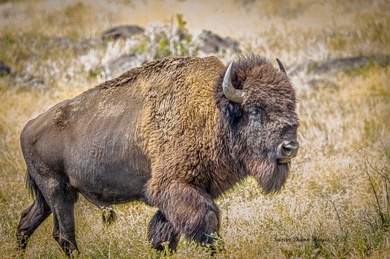 Wichita Moutains Wildlife Refuge