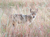 Wichita Mountains Wildlife Refuge
