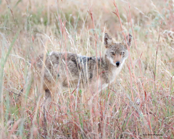 Wichita Mountains Wildlife Refuge