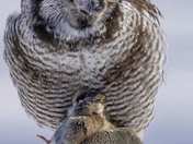 Vole Control