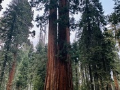 Sequoia & Kings Canyon National Parks