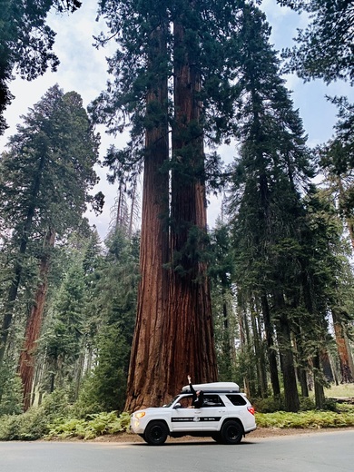 Sequoia & Kings Canyon National Parks