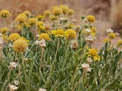 Capitol Reef National Park