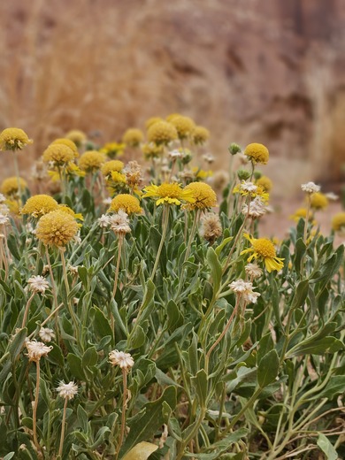 Capitol Reef National Park