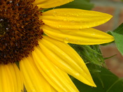 Sunflower after rain
