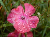 Flower after rain