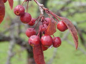 Service Berries