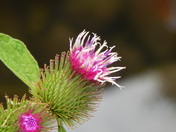 The Burr Flower