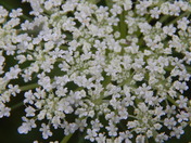 Queen Anne's Lace