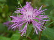 Purple Flower
