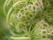 Queen Anne's Lace gone to seed