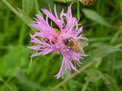 Bee and Flower