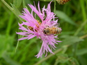 Bee in Flower