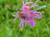 Bee in Flower