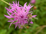 Flower Inspection