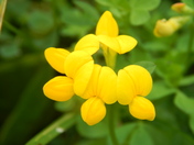Yellow Flowers