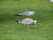 Foraging Seagulls