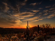 Organ Pipe Cactus National Monument