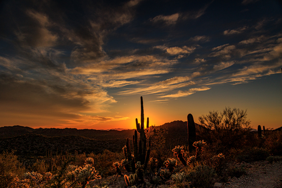 Organ Pipe Cactus National Monument