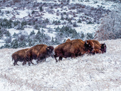 Wichita Mountain Wildlife Refuge