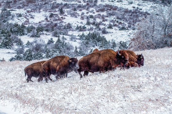 Wichita Mountain Wildlife Refuge