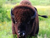 Wichita Mountains Wildlife Refuge