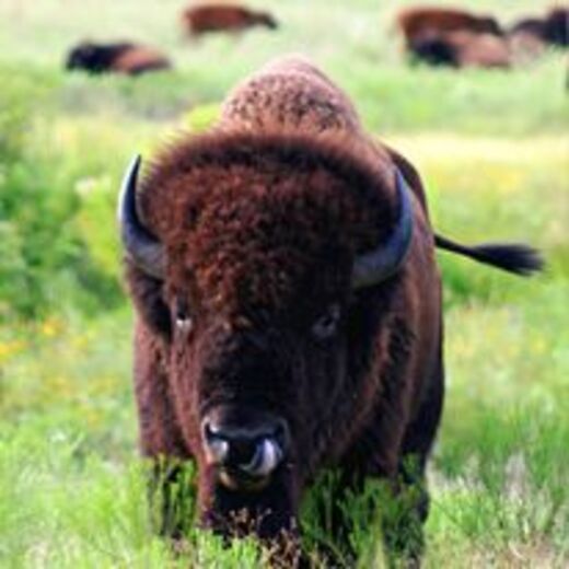 Wichita Mountains Wildlife Refuge