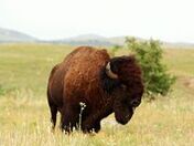Wichita Mountains Wildlife Refuge