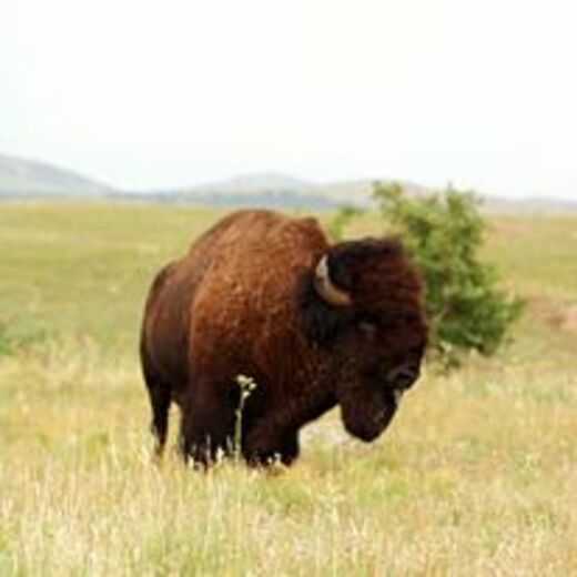 Wichita Mountains Wildlife Refuge