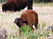 Wichita Mountains Wildlife Refuge