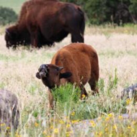 Wichita Mountains Wildlife Refuge
