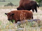 Wichita Mountains Wildlife Refuge