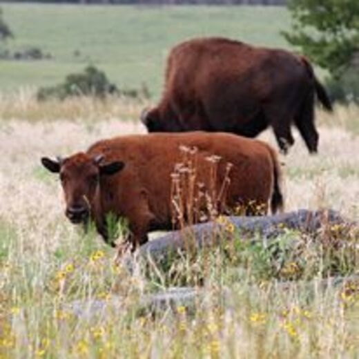 Wichita Mountains Wildlife Refuge
