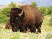 Wichita Mountains Wildlife Refuge