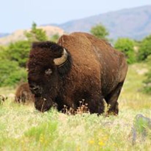 Wichita Mountains Wildlife Refuge