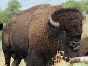 Wichita Mountains Wildlife Refuge