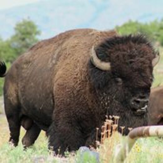 Wichita Mountains Wildlife Refuge