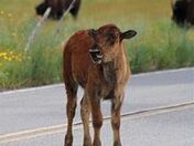 Wichita Mountains Wildlife Refuge