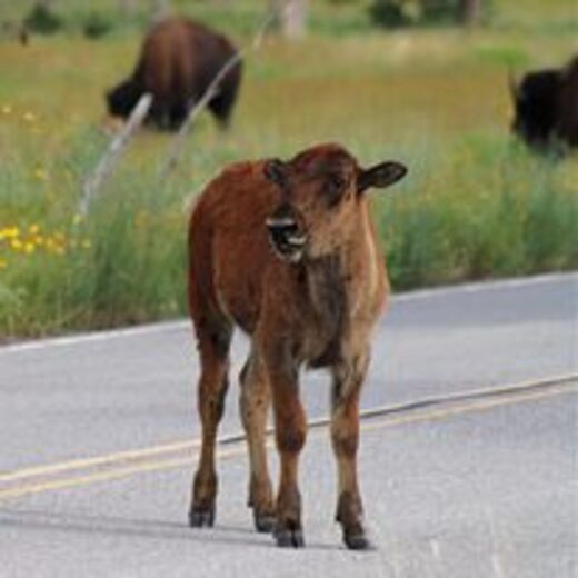 Wichita Mountains Wildlife Refuge