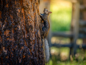 Kaibab National Forest 