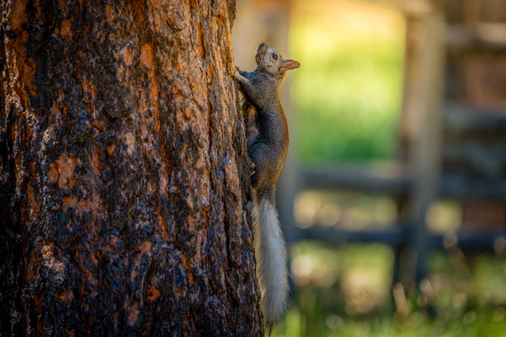 Kaibab National Forest 