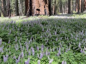 Sequoia and Kings Canyon National Park 