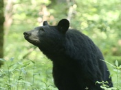 Smoky Mountain National Park 