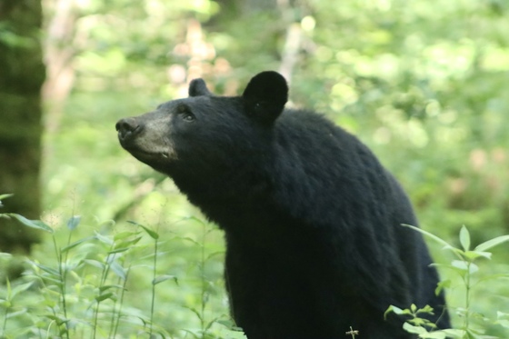 Smoky Mountain National Park 