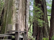 Redwood State and National Parks
