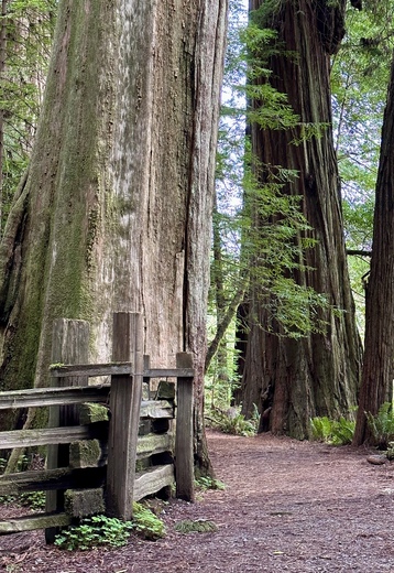 Redwood State and National Parks