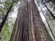 Redwood National and State Parks 