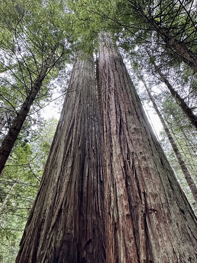 Redwood National and State Parks 